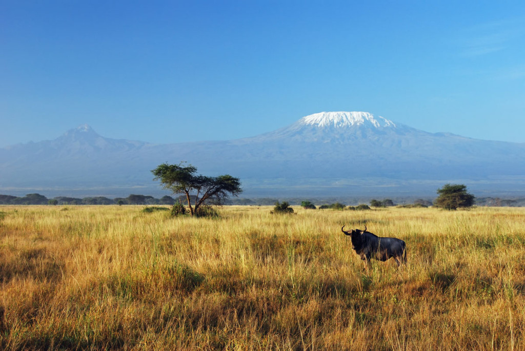 5 Kilimanjaro1baja