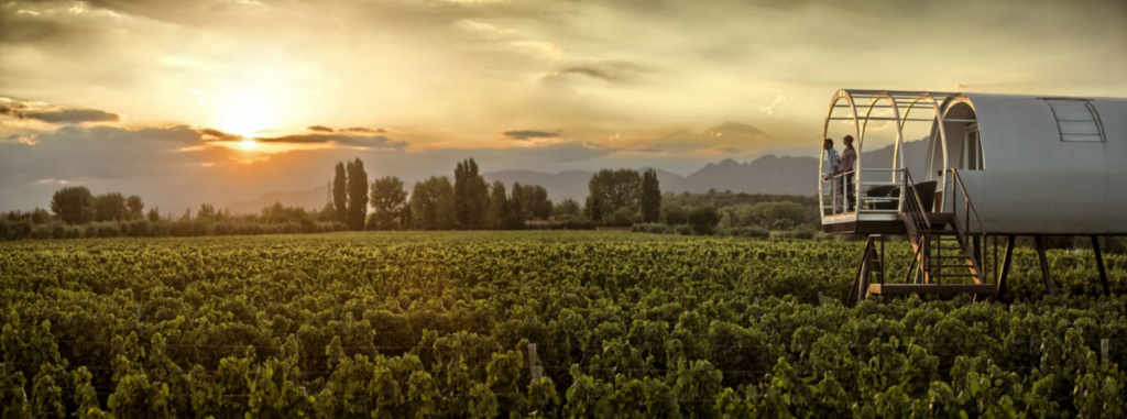 viñedos-entre-cielos-glamping-vino