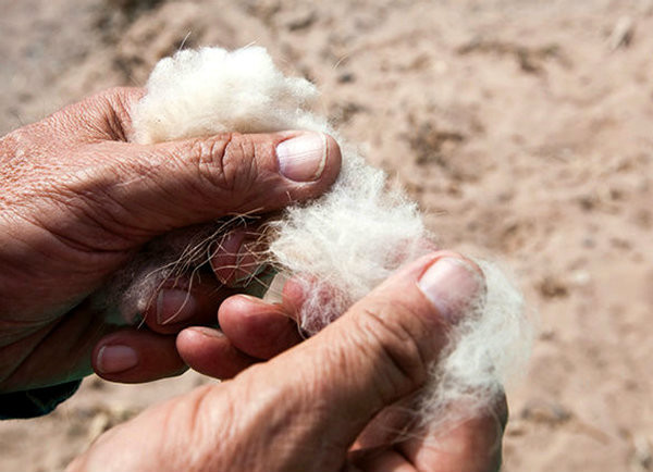 The wool from vicuna, the most expensive in the world