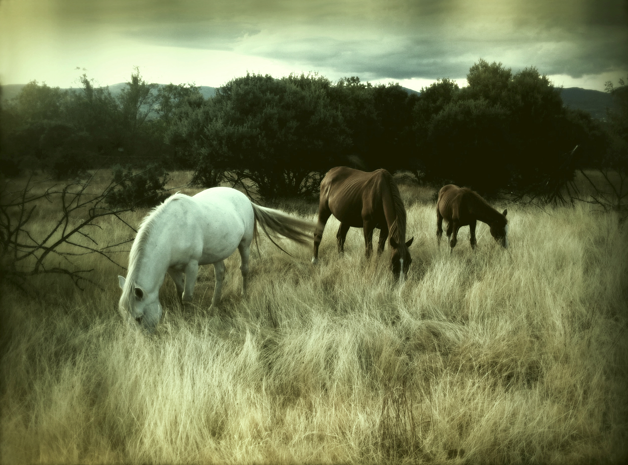 coaching, horses, coaching with horses