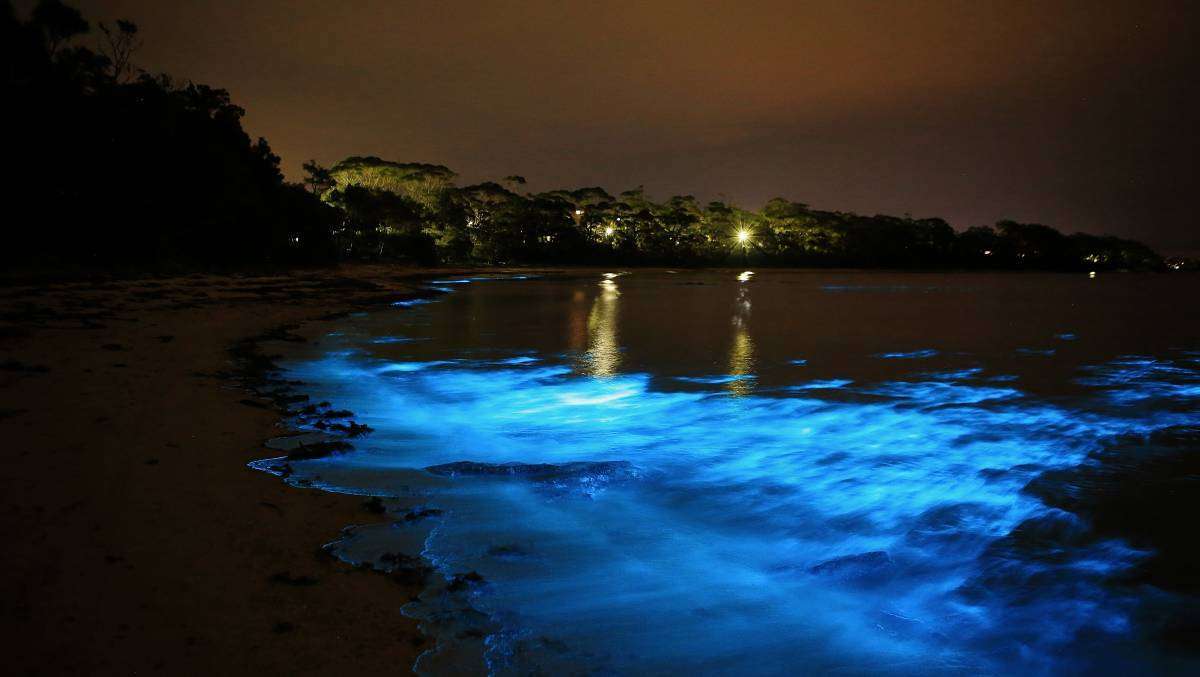 Luminous Lagoon - Jamaica - MagazineHorse