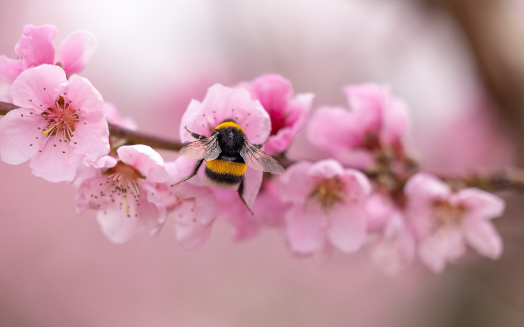 abeja-flores-de-durazno-pixabay-magazinehorse.png