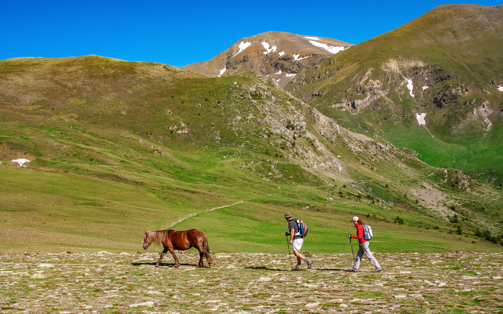 catalunya-magazine-horse