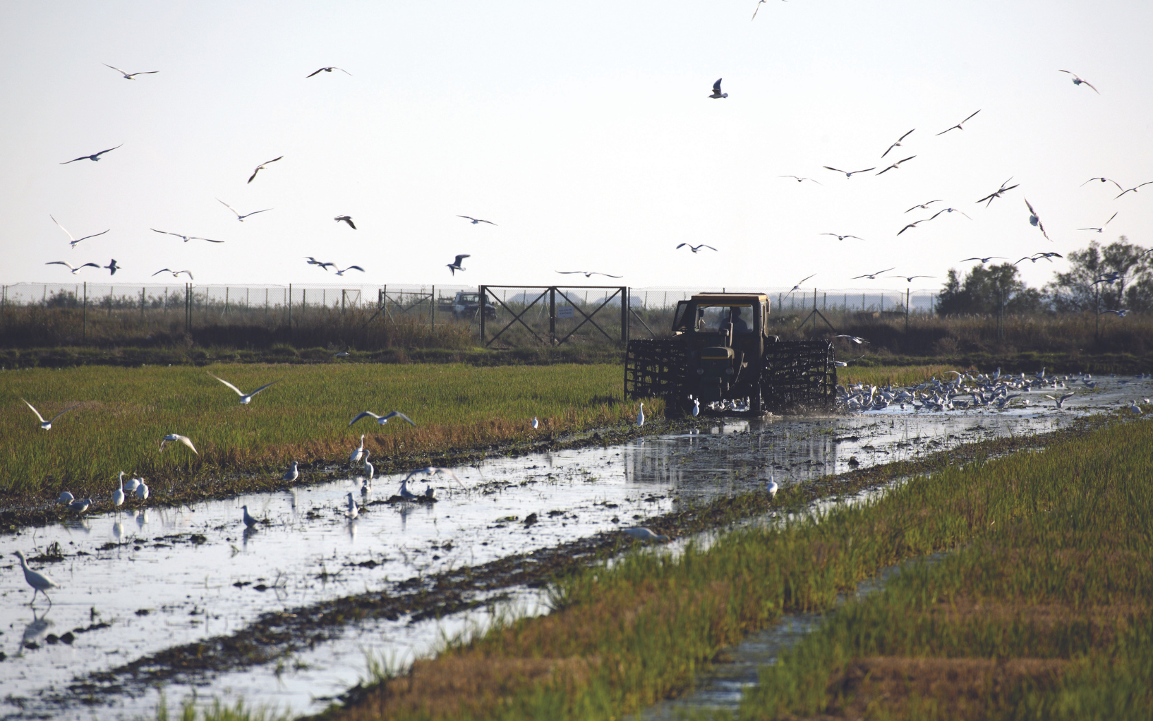 delta-ecoturismo-magazine-horse